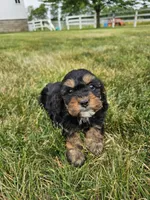 Willow, a female Cavapoo for sale in Wolcottville, IN – 3 of 4