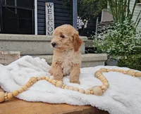 Oakley, a male Miniature Goldendoodle for sale in Ligonier, IN – 3 of 6