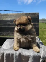 Bear, a male Pomeranian for sale in Ligonier, IN – 3 of 6