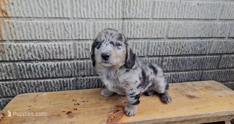 Fozzie – Border Collie, Miniature Dachshund puppy for sale in Wolcottville, IN