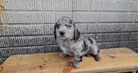 Fozzie, a male Border Collie and Miniature Dachshund for sale in Wolcottville, IN – 1 of 3