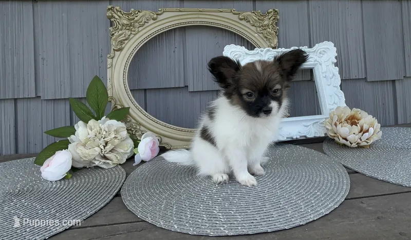 Meadow – Papillon puppy for sale in Wolcottville, IN