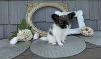 Meadow, a female Papillon for sale in Wolcottville, IN – 1 of 4