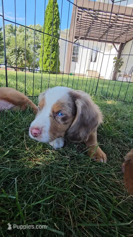 Cider – Dachshund, Cavalier King Charles Spaniel puppy for sale in Ligonier, IN
