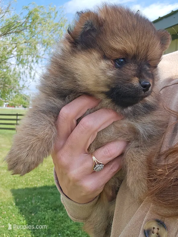 Bear – Pomeranian puppy for sale in Wolcottville, IN