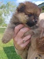 Bear, a male Pomeranian for sale in Wolcottville, IN – 1 of 2