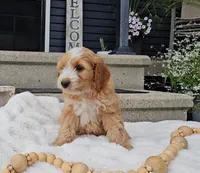 Barney, a male Miniature Goldendoodle for sale in Ligonier, IN – 7 of 9