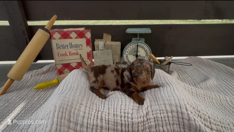 Toffee – Dachshund puppy for sale in Ligonier, IN