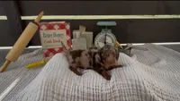 Toffee, a female Dachshund for sale in Ligonier, IN – 1 of 4
