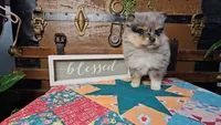 Tiger Lily, a female Pomeranian for sale in Wolcottville, IN – 3 of 3