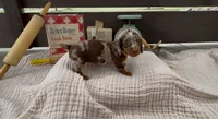 Pudding, a female Dachshund for sale in Ligonier, IN – 3 of 3
