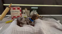 Churro, a male Dachshund for sale in Ligonier, IN – 3 of 4