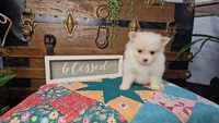 Tink, a female Pomeranian for sale in Wolcottville, IN – 2 of 3