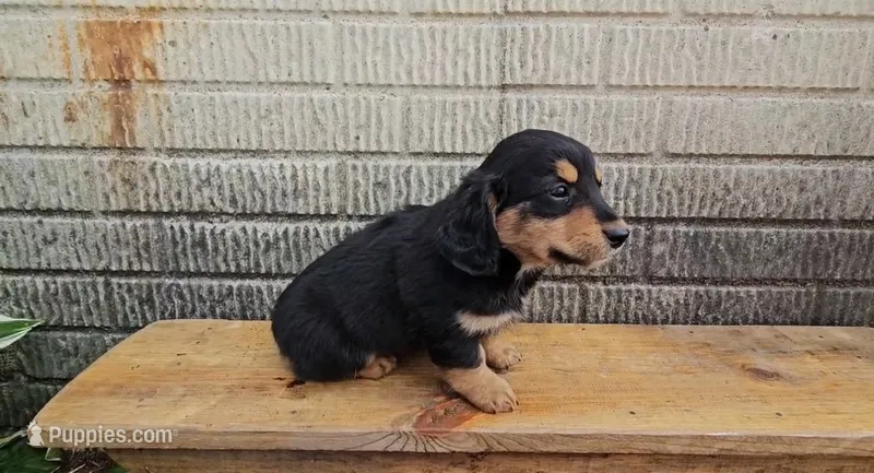 Teddy – Border Collie, Miniature Dachshund puppy for sale in Wolcottville, IN