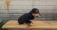 Teddy, a male Border Collie and Miniature Dachshund for sale in Wolcottville, IN – 1 of 3