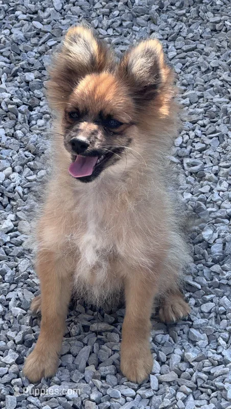 Fox – Pomeranian puppy for sale in Ligonier, IN