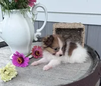 Remy, a male Papillon for sale in Ligonier, IN – 3 of 4