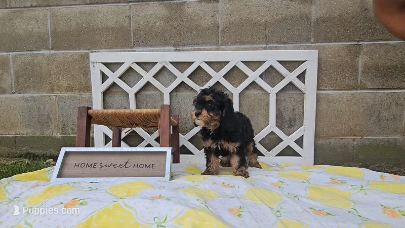 Willow – Cavapoo puppy for sale in Ligonier, IN