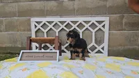 Willow, a female Cavapoo for sale in Ligonier, IN – 2 of 5