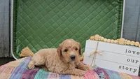 Arthur, a male Goldendoodle for sale in Ligonier, IN – 2 of 3