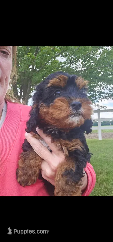Timber – Cavalier King Charles Spaniel, Poodle - Toy  puppy for sale in Ligonier, IN