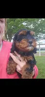 Timber, a female Cavalier King Charles Spaniel and Poodle - Toy  for sale in Ligonier, IN – 1 of 4