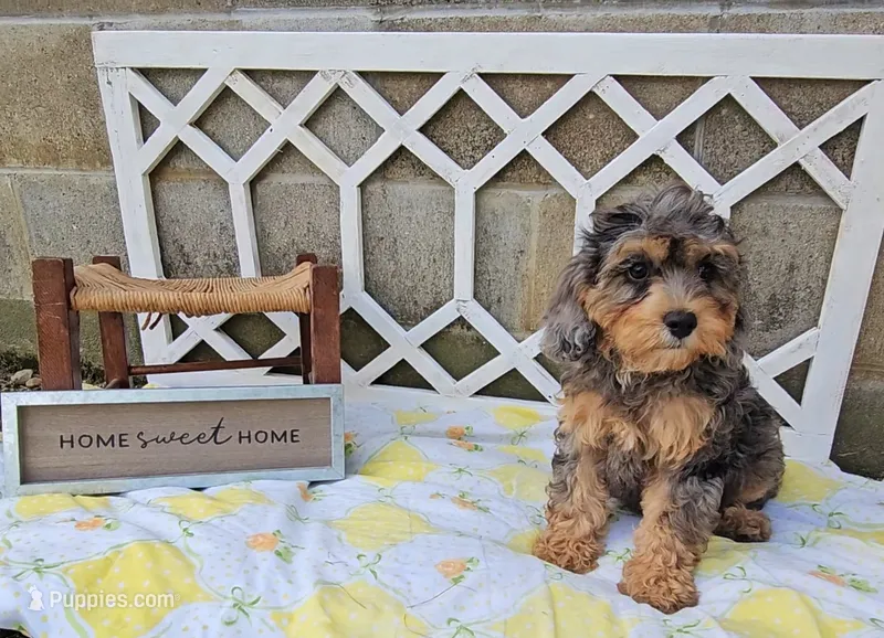 Maple – Cavapoo puppy for sale in Ligonier, IN