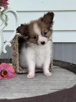 Remy, a male Papillon for sale in Ligonier, IN – 4 of 4