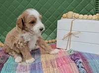 Barney, a male Goldendoodle for sale in Ligonier, IN – 3 of 3