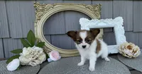 Wren, a female Papillon for sale in Wolcottville, IN – 3 of 4