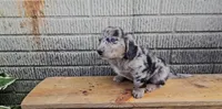 Fozzie, a male Border Collie and Miniature Dachshund for sale in Wolcottville, IN – 2 of 3