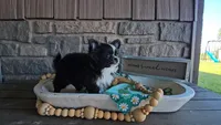 Milo, a male Chihuahua for sale in Wolcottville, IN – 5 of 10