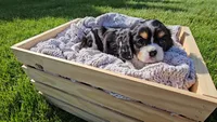 Rosie, a female Cavalier King Charles Spaniel for sale in Wolcottville, IN – 2 of 4