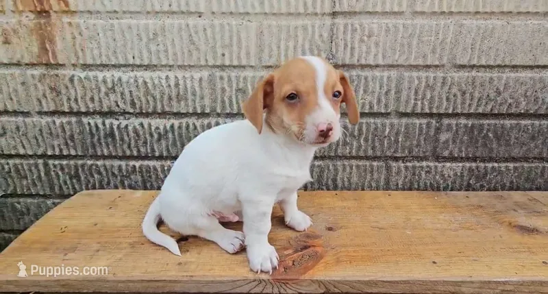 Mars – Jack Russell Terrier, Dachshund puppy for sale in Wolcottville, IN
