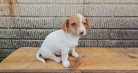 Mars, a male Jack Russell Terrier and Dachshund for sale in Wolcottville, IN – 1 of 4