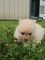 Fern, a female Pomeranian for sale in Wolcottville, IN – 2 of 3