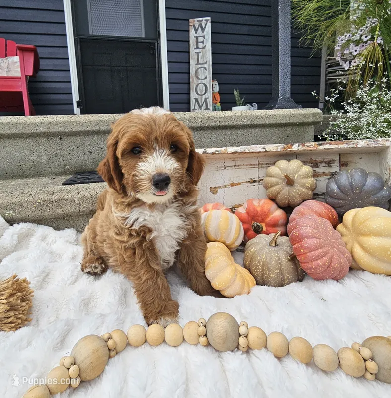 Winston – Miniature Goldendoodle puppy for sale in Ligonier, IN