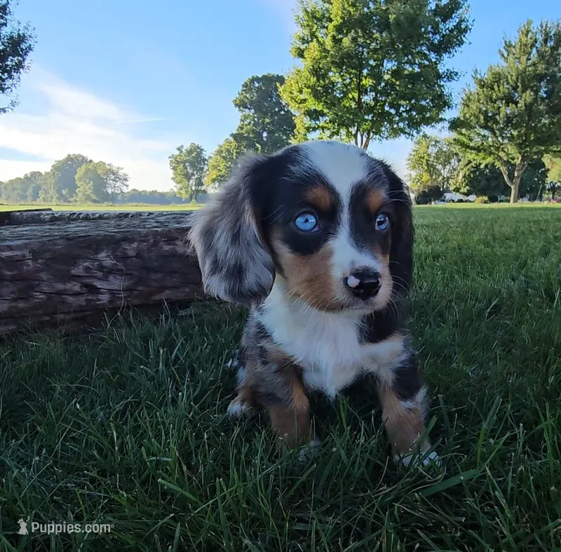 Patch – Dachshund, Cavalier King Charles Spaniel puppy for sale in Ligonier, IN