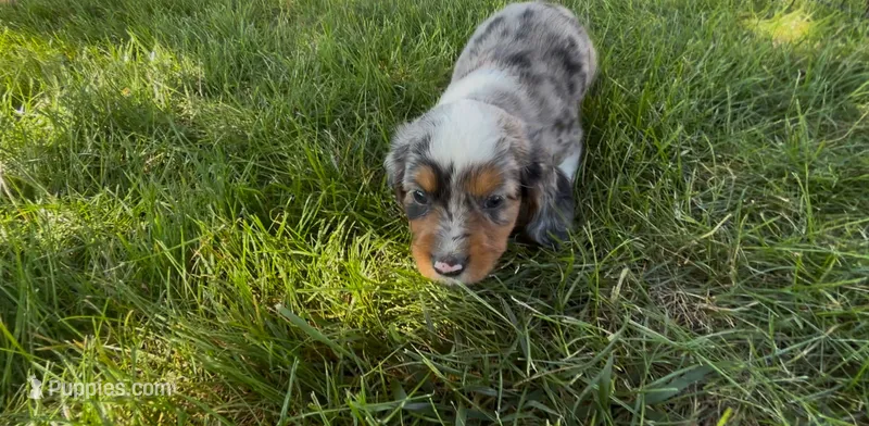 Smores – Dachshund, Cavalier King Charles Spaniel puppy for sale in Ligonier, IN
