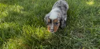 Smores, a male Dachshund and Cavalier King Charles Spaniel for sale in Ligonier, IN – 1 of 3