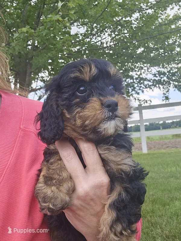 Willow – Cavapoo puppy for sale in Ligonier, IN