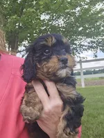 Willow, a female Cavapoo for sale in Wolcottville, IN – 4 of 4