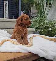 Hickory, a male Miniature Goldendoodle for sale in Ligonier, IN – 4 of 6