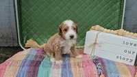 Walter, a male Miniature Goldendoodle for sale in Ligonier, IN – 4 of 4