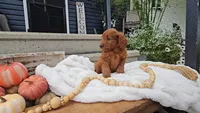 Cedar, a male Miniature Goldendoodle for sale in Ligonier, IN – 6 of 7