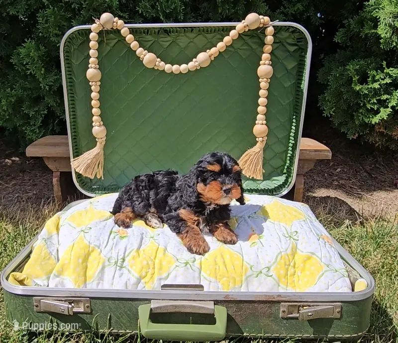 Juniper – Cavapoo puppy for sale in Wolcottville, IN