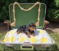 Juniper, a female Cavapoo for sale in Wolcottville, IN – 1 of 3