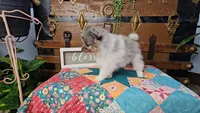 Peter, a male Pomeranian for sale in Wolcottville, IN – 4 of 4