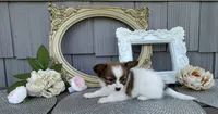 Wren, a female Papillon for sale in Wolcottville, IN – 4 of 4