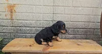 Baloo, a male Border Collie and Miniature Dachshund for sale in Wolcottville, IN – 2 of 2
